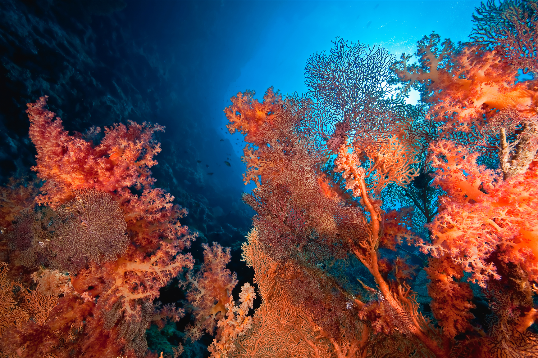 意外と知らない珊瑚の種類！宝石珊瑚と造礁珊瑚の違いや特徴 | （公式